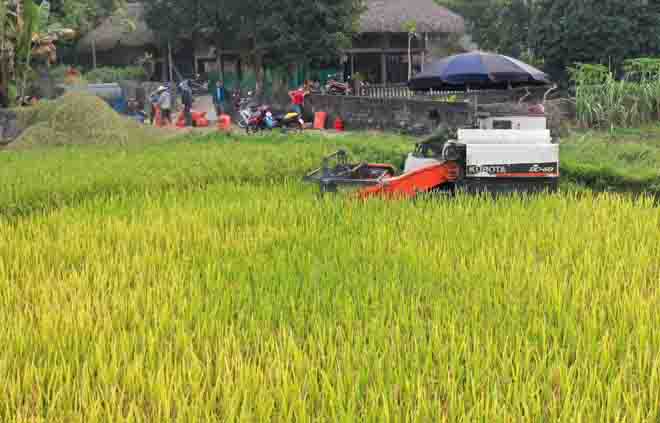 Nông dân Lục Yên tập trung đẩy nhanh tiến độ thu hoạch lúa vụ xuân.